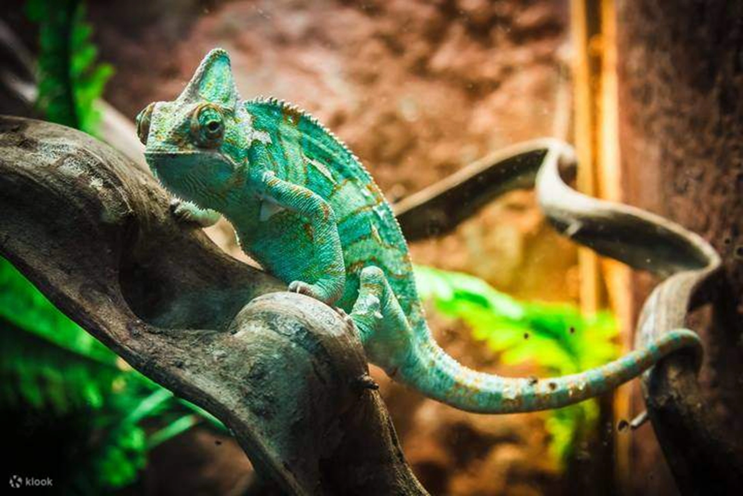 Aquarium Monster (9)