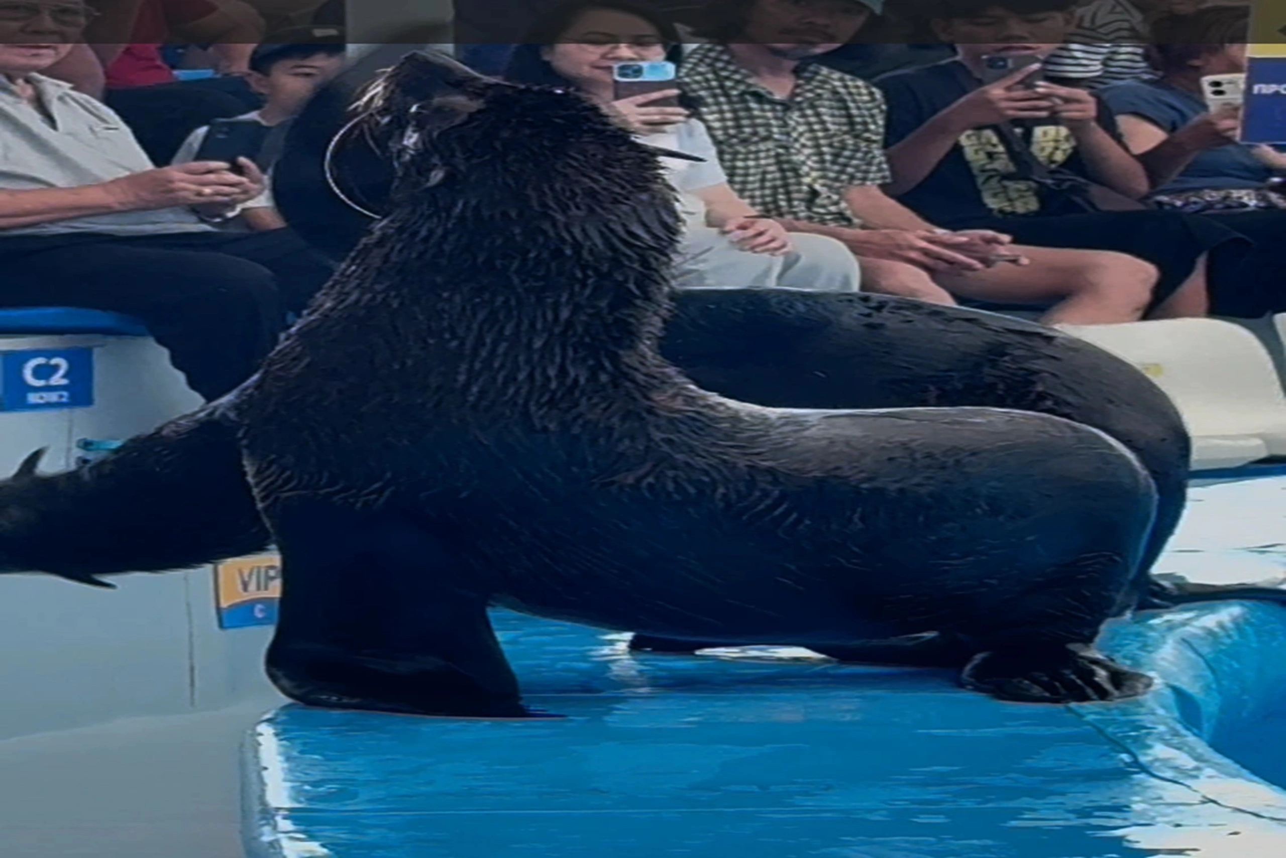 Dolphin show (18) (1)