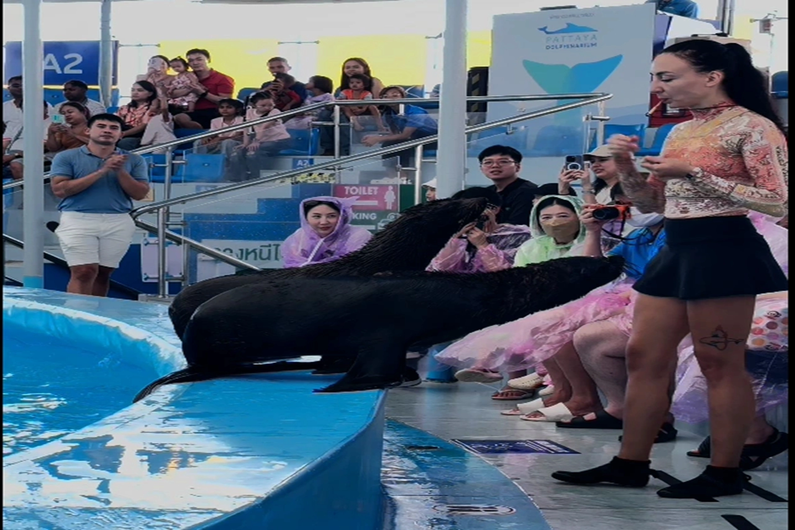 Dolphin show (19) (1)