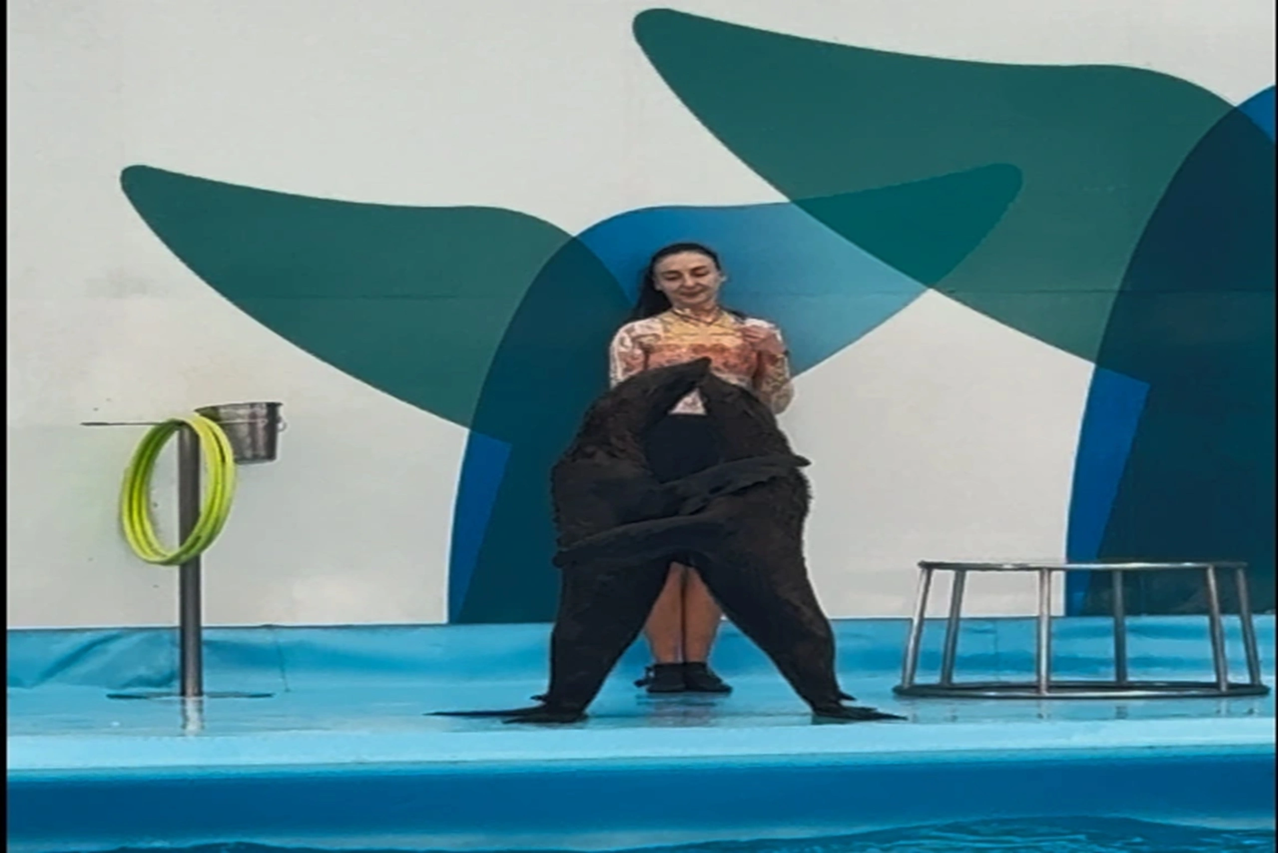Dolphin show (9) (1)