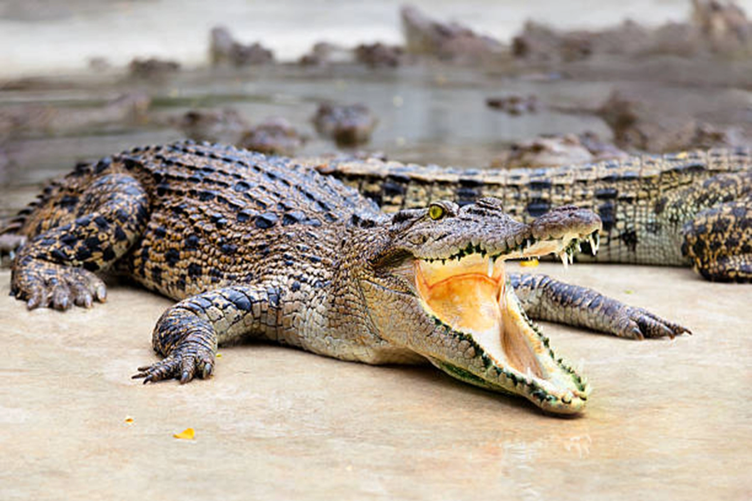 crocodile (10)