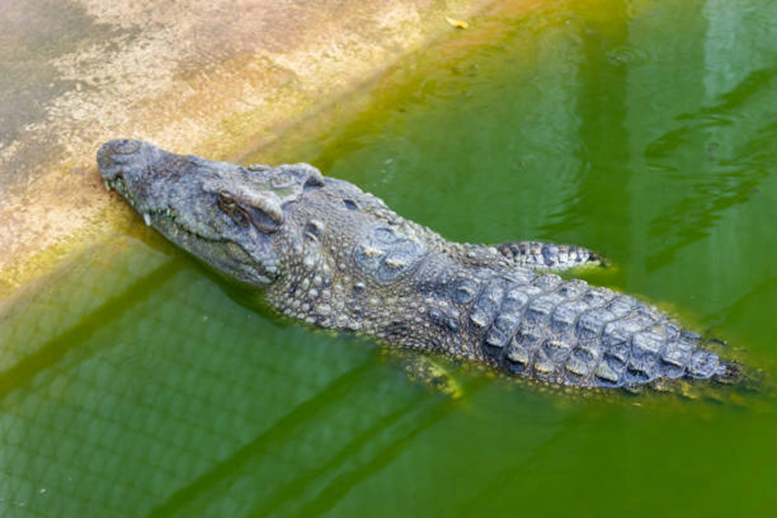 crocodile (6)