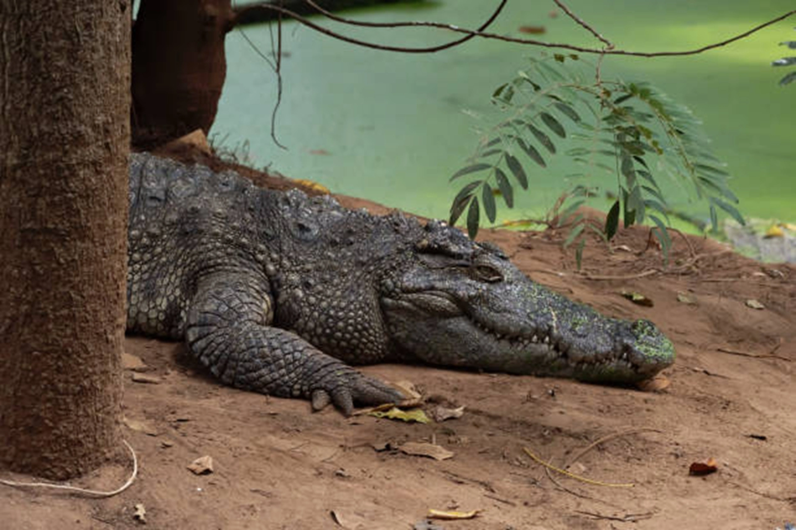 crocodile (7)