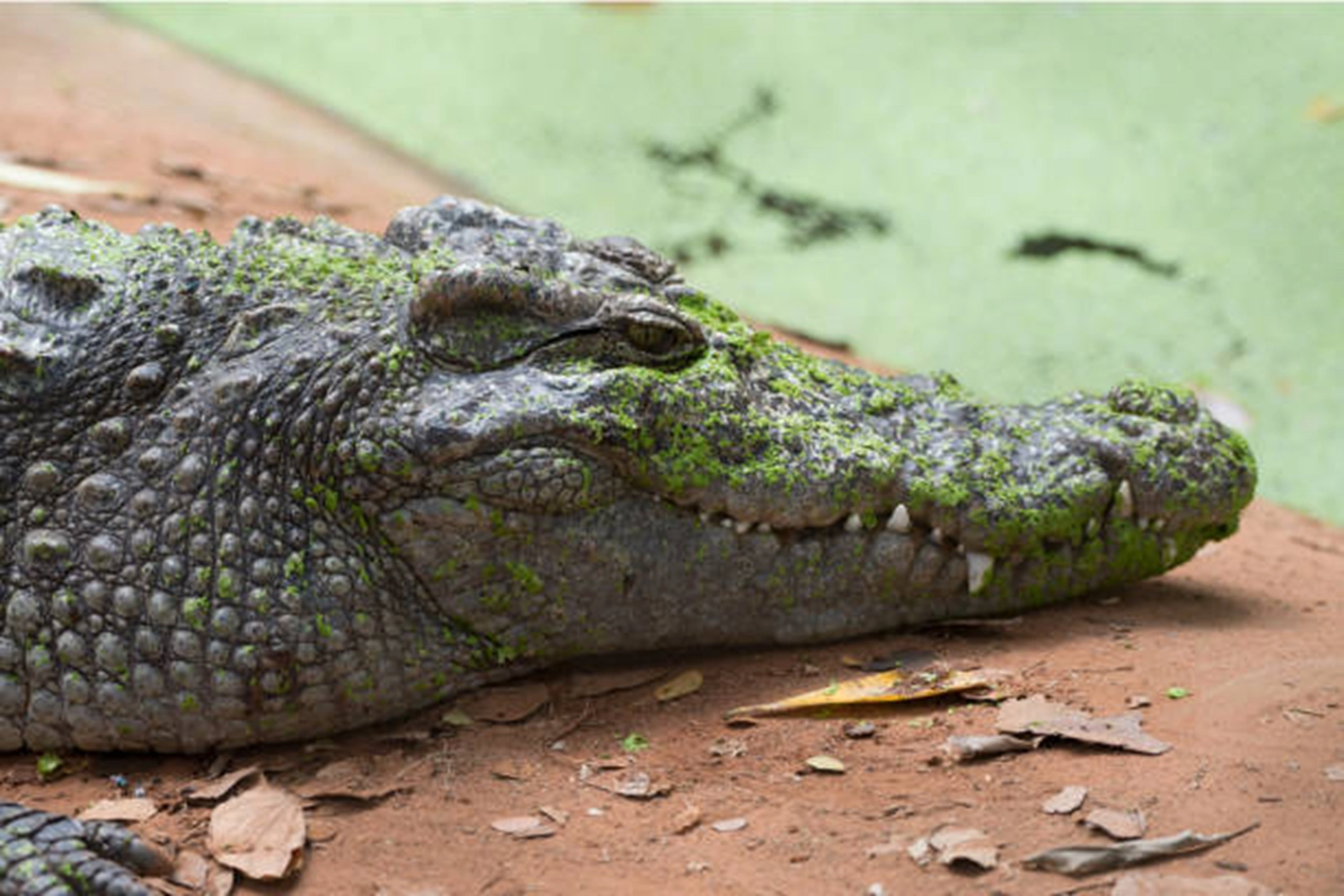crocodile (8)