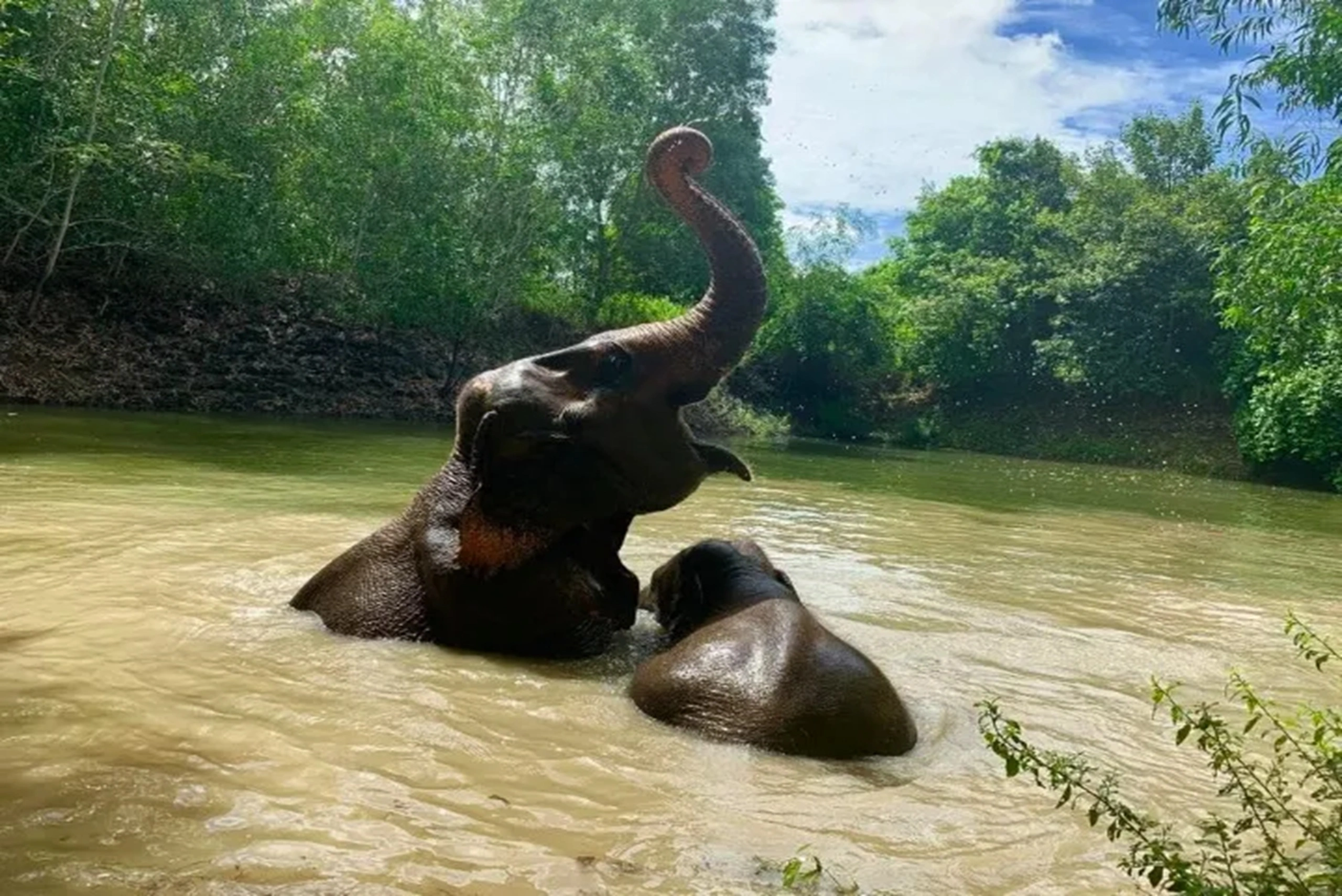 elephant (2) (1)