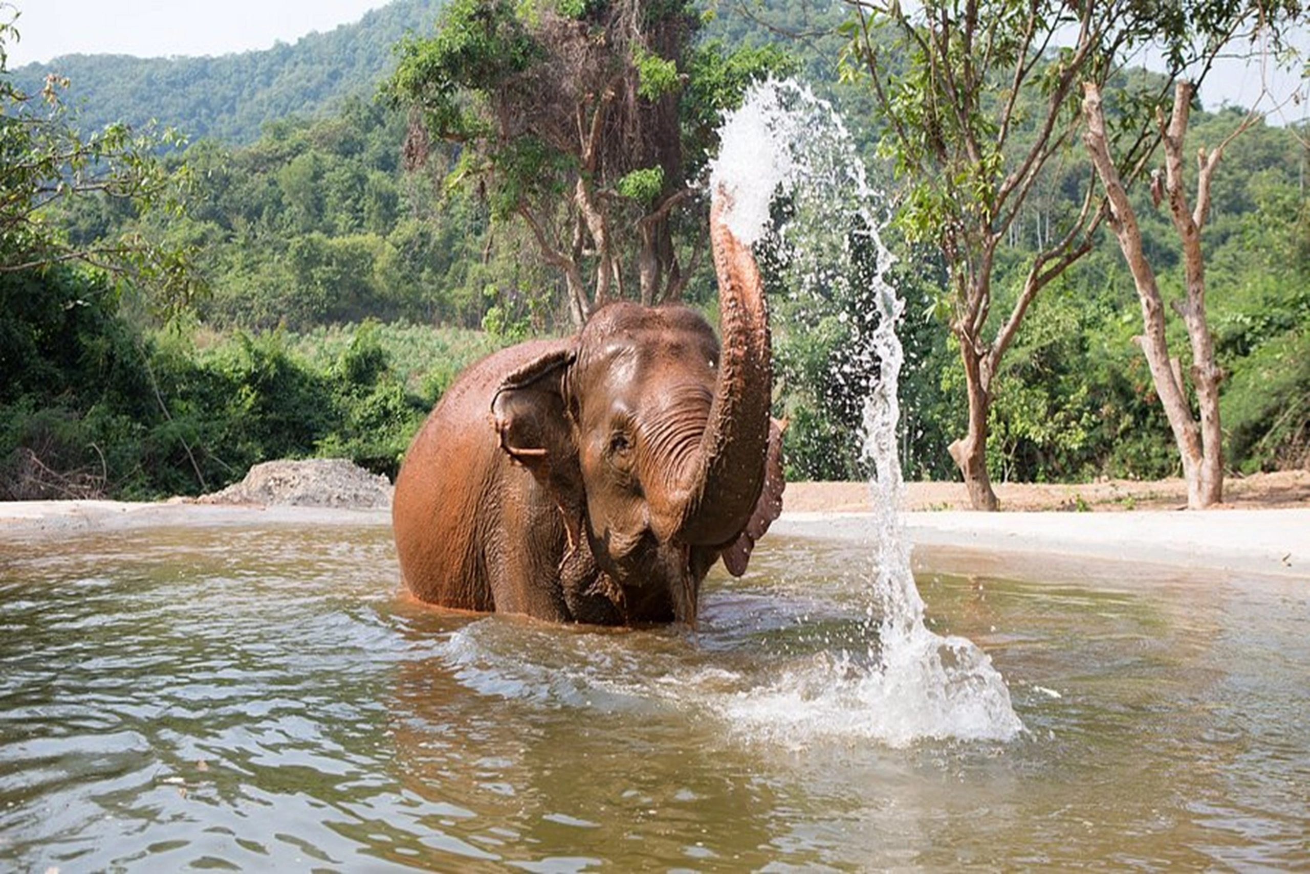 elephant (6)