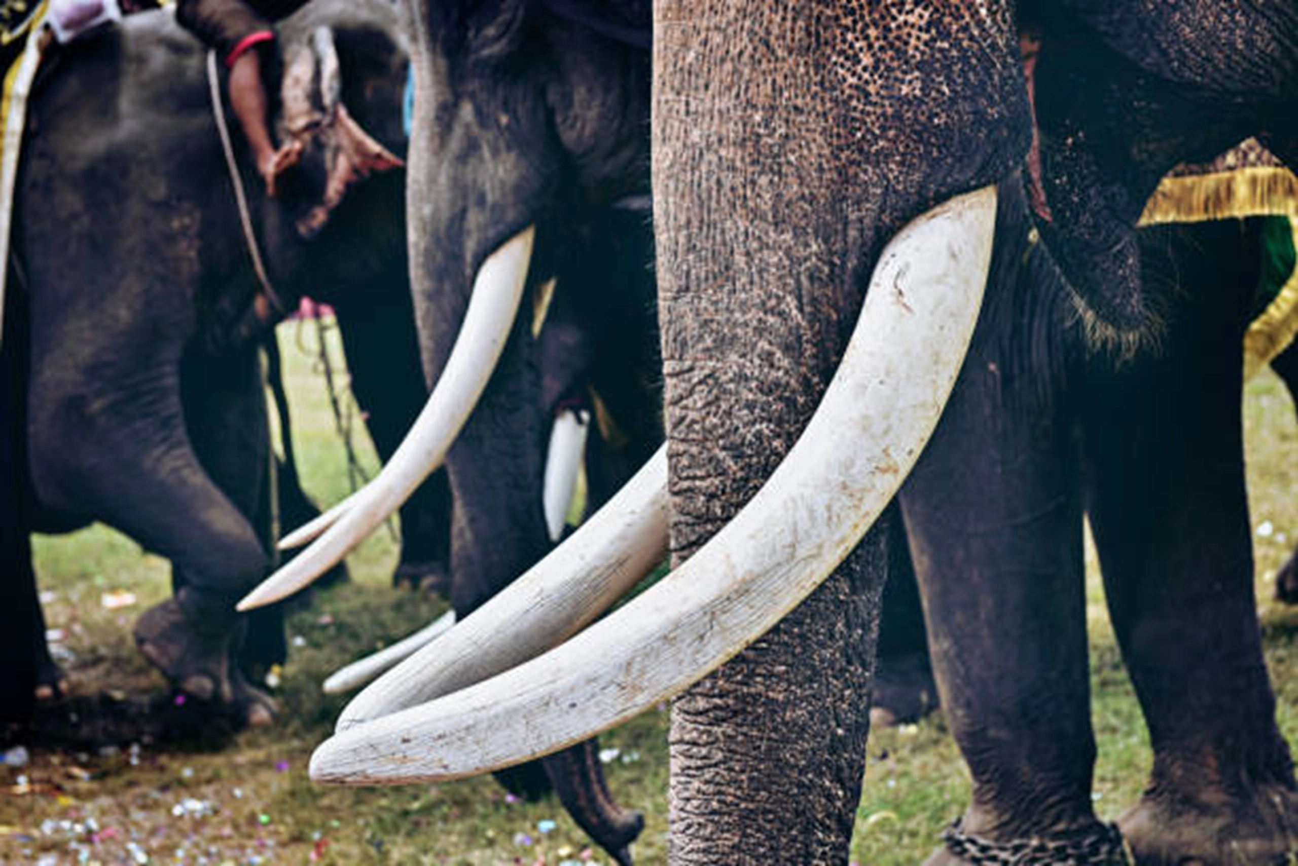 elephant (7)