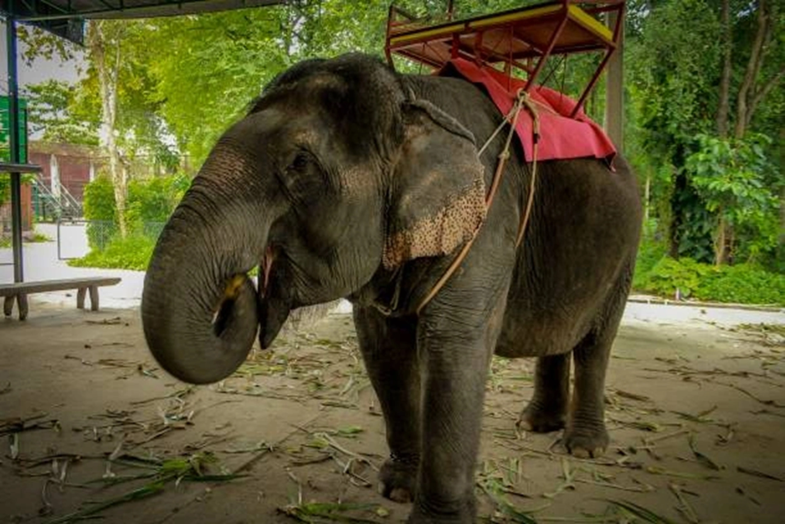 elephant (8) (1)