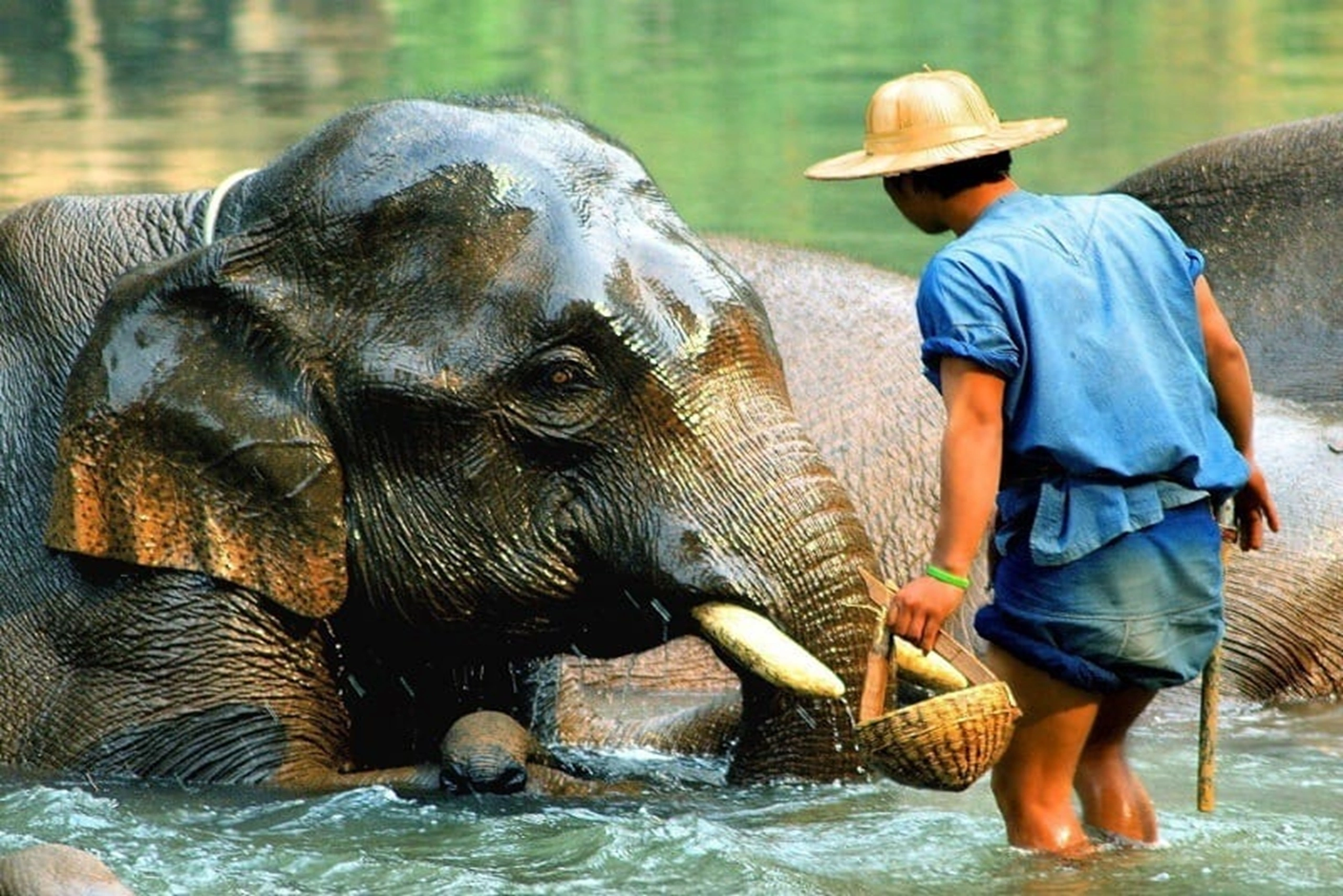 elephant (9)